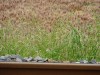 こと(Wikipedia)・・・という。写真は金刀比羅宮(香川県仲多度郡琴平町)や善通寺市の車窓から見かけた今が収穫期直前の小麦畑。肝心の小麦は、実は日本のうどん用に開発された「Australian Sta