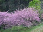 →春死なん その如月の望月の頃」。これらの桜の元の、台風で倒れた桜木がいつごろから庭先で咲いていたのかを訊くのを忘れていました。一般にソメイヨシノの寿命は60年。この八重はい