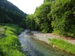 生える砂地がゴヤが川底から這い上がり蛹化するのに都合がよいのである。今年はピークから数日過ぎていたが多くのゲンジボタルがポカリポカリと空中を遊泳していた。一時と違って道路