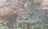 庭の紅葉の枝に刺した蜜柑を頬張る(?)1羽と10時の方向で周りを警戒するもう1羽。番だ。1～2分もすると脇の山茶花の緑に隠れては、また蜜柑に嘴をつける。比較的警戒心が緩いとされるが、