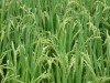 余談だが、室町の時代にはそれ以前に比較して格段に米をはじめその収穫量が増し、延いてはそれが多くの戦国武将を生む原因となった。当時から二毛作や二期作が行われた。残念ながら病