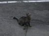 ニシタチに向う「華金」の夕暮れ。上野町の市営駐車場に車を止め西銀座をめざすと、写真の猫が小路のど真ん中で頭上を一点凝視しているではないか。紛れも無い獲物を狙う狩りのポーズ