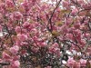 種類が自生しております。宮崎市内の田畦や小川の畔ではこうはいきません。写真は左の桜ですが、無論八重桜であります。花弁数は40枚を超えます。因みに10枚以上を八重(牡丹桜)と呼ぶそ