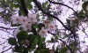 百合の花」。なるほど、芍薬の花は立って上から見ないと綺麗でないかも知れない。牡丹の花は横の枝から咲くが、芍薬の花はどれも茎の幹のとっぺんに咲いている。写真は庭のエゴノキの