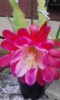 拙庭に咲いたクジャクサボテン。一夜しか咲かない、かの有名な「月下美人」の近縁種とことだが、約2日間は昼間も咲き誇っていた。