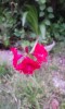 同じく拙庭に咲いたアマリリス。ヒガンバナ科とのこと。なるほど似てなくはない。クジャクサボテン同様に紅が鮮やかだ。