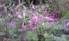 ムラサキカタバミ。南アメリカ原産の多年草で観賞用として栽培されていたが、今では道端にも野生化している、「山草図鑑」にも載る立派な山野草である。なるほど、庭中に咲いている。