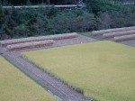 乾燥させる木組みのことですが、これによって米の旨味が凝縮されます。いわゆる「はぜかけ米」と言われるものです。稲架を「はさ」とか「はせ」と読むことが語源です。昔と違って稲刈