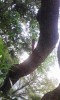 拙庭の楠にとまったアブラゼミ。蝉は鳴き声の元を探れば簡単に姿を見つけられる。オスの成虫の腹腔内には音を出す発音筋と発音膜、音を大きくする共鳴室、腹弁などの発声器官が発達し