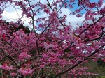 の高岡氏は戦時中教職にあり、出征して送り帰らぬ若者も少なくなかったことから、その慰霊のためにこの桜を作ったのだそうです。「同期の桜」として国のため亡くなった若い英霊に感謝