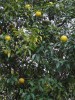 拙庭に実り、最近の冷え込みで黄色く色づき始めた柚子。昨年ころからたわわに生るようになった。11月7日は立冬。今年の秋は一体何日あったろうか。この気配では冬は長そうだ。冬至の「