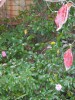 咲き始めた山茶花。さざんかの季語は冬。手前の紅葉はアメリカンハナミズキだ。庭木の多くは病院を開院して数年の間に植えたが、今ではそれなりに成長した。いずれはまとめて「庭園」