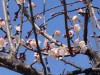 「冬は必ず春となる」はあの日蓮の言。春には順番が有る。梅が咲き、桃が咲き、そして桜が咲く。「松・竹・梅」は目出度さの代名詞みたいなもんだが、その通り、厳冬の最中でも青葉を