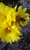 不明である。東京では最近ミツバチが増えているらしい。農薬を使う機会が少なく、屋上での菜園が流行っているのだ。最近にない、嬉しい「ポチ・ちい散歩」であった。温暖化対策は花木